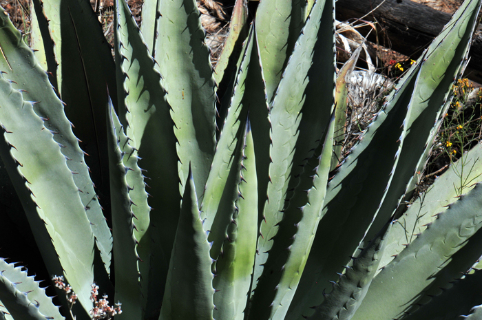 Goldenflower Century Plant is a handsome plant that may grow up to 3 feet tall and 5 feet wide. It has linear leaves tipped with a sharp spine. The margins are lined with sharp prickles. Agave chrysantha Goldenflower Century Plant is a handsome plant that may grow up to 3 feet tall and 5 feet wide. It has linear leaves tipped with a sharp spine. The margins are lined with sharp prickles. Agave chrysantha